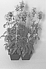 Salvia%20farinacea%20%27CATHEDRAL%20SKY%20BLUE%27