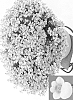 Diascia%20barberae%20%27Dala%20Ablos%27