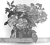Rosa%20hybrida%20%27WEKgobnez%27