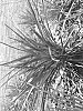 Phormium%20tenax%20%27PHOS3%27