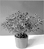 Petunia%20x%20hybrida%20%27Oscopet2%27