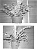 Asplenium%20nidus%20%27CRISPY%20WAVE%27