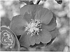 Chaenomeles%20speciosa%20%27Scarlet%20Storm%27