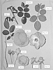 Rosa%20hybrida%2FClimbing%20Shrub%20Rose%20Plant%20%27Margaret%20Mae%27
