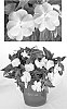 Impatiens%20hawkeri%20%27Visinflavimp%27