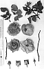 Rosa%20hybrida%20%27AUSvibrant%27