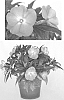Impatiens%20hawkeri%20%27Visinfsalimp%27