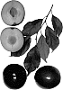 Prunus%20salicina%20%27Fallette%27