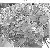 Petunia%20sensu%20Wijsman%20%27DANRAY5%27