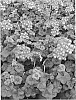 Pelargonium%20peltatum%20%27Pacshim%27