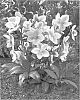 Helleborus%20niger%20x%20Helleborus%20sternii%20%27HGP02%27