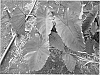 Colocasia%20esculenta%20%27PINEAPPLE%20PRINCESS%27