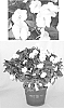 Impatiens%20hawkeri%20%27Visinfwhiimp%27
