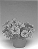Petunia%20hybrida%20%27Pethorove%27