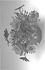 Osteospermum%20ecklonis%20%27Osectradepu%27