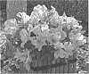 Alstroemeria%20hybrida%20%27Zaprimat%27