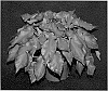 Caladium%20x%20hortulanum%20%27Rosemary%27