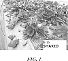 Fragaria%20ananassa%20%27Shaked%27