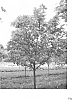 Zelkova%20serrata%20%27JFS-KW1%27