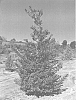 Ilex%20x%20attenuate%20%27IABOF%27