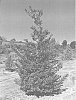 Ilex%20x%20attenuate%20%27IABOF%27