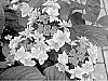 Hydrangea%20macrophylla%20%27Kompeito%27