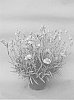 Dianthus%20x%20hybrida%20%27Stardust%27