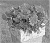 Alstroemeria%20hybrida%20%27Zaprimma%27