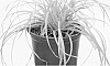 Carex%20oshimensis%20%27Everillo%27