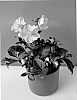 Helleborus%20niger%20x%20Helleborus%20lividus%20%27COSEH%20700%27