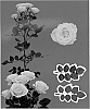 Rosa%20hybrida%20%27Esm%20Durazno%27