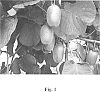 Actinidia%20deliciosa%20A.%20Chev.%20%27AU%20Fitzgerald%27