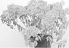 Hydrangea%20paniculata%20%27Bombshell%27