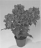 Bougainvillea%20spectabilis%20%27RIJNBO710%27