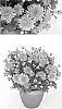 Chrysanthemum%20x%20morifolium%20%27Fancy%20Yoursula%27
