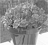 Alstroemeria%20hybrida%20%27Zaprilou%27