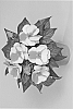 Impatiens%20hawkeri%20%27Fisnics%20Sweor%27