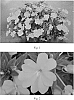 Impatiens%20x%20hybrida%20%27SAKIMP008%27