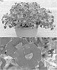 Calibrachoa%20sp.%20%27Sunbelkopawai%27