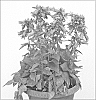 Campanula%20hybrida%20%27Viking%27