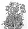 Campanula%20hybrida%20%27Viking%27