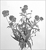 Echinacea%20hybrida%20%27Hot%20Papaya%27