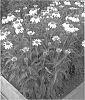 Echinacea%20purpurea%20x%20Echinacea%20paradoxa%20%27Noam%20Saul%27