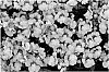 Nemesia%20hybrida%20%27KLENH08446%27