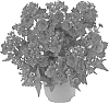 Nemesia%20hybrida%20%27Kirine-50%27