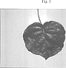 Actinidia%20deliciosa%20%27Tsechelidis%27