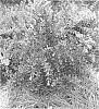 Punica%20granatum%20L.%20%27PIIPG-I%27