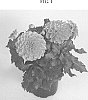 Dahlia%20sp.%20%27DASEKSTEN%27