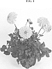 Dahlia%20sp.%20%27DASTYTTEN%27