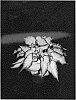 Caladium%20x%20hortulanum%20%27White%20Wonder%27